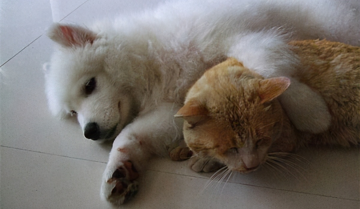 被哪种动物咬伤需要打狂犬病疫苗,猫头鹰咬伤是否可以接种狂犬疫苗