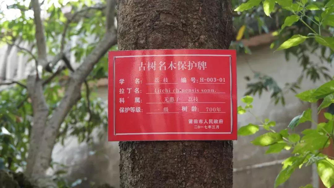 直击莆田荔枝采摘现场,莆田荔枝现摘