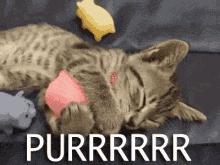 猫为什么会打呼噜？而且人类听了还特别爽？抖m吗？