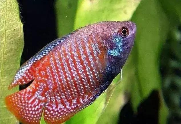 宠物鱼小型鱼教学,100种常见宠物鱼大全