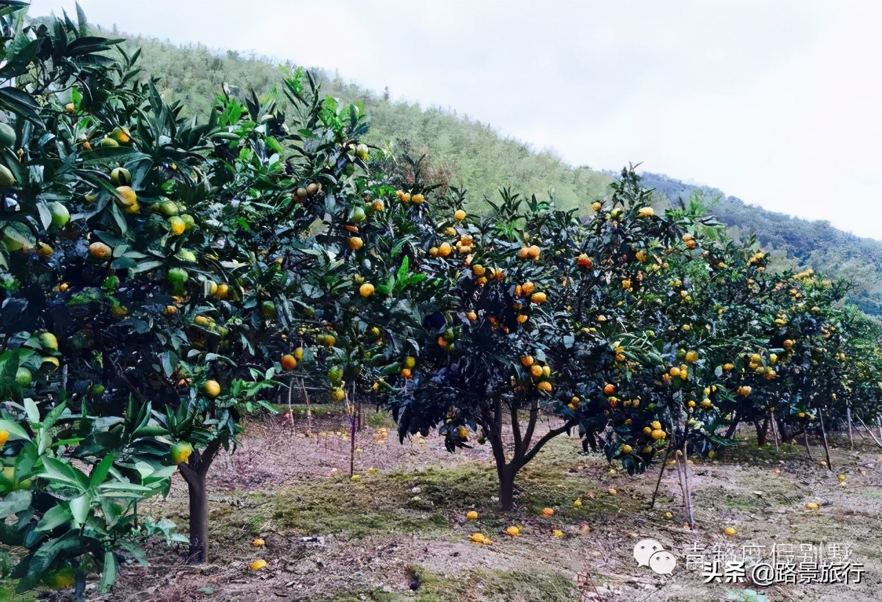 东方不老岛、海山仙子国-象山最全攻略