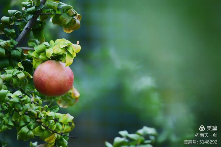 石榴一般几月份熟,石榴怎么判断熟了