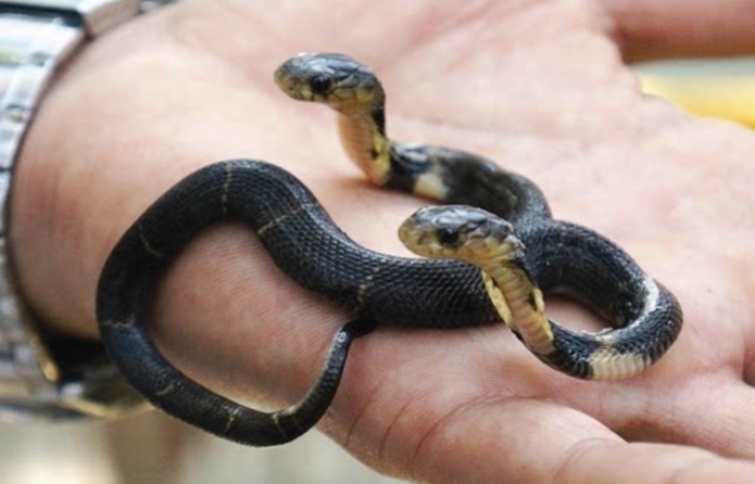 美国双头蛇同时吞下2只老鼠,双头蛇进食老鼠