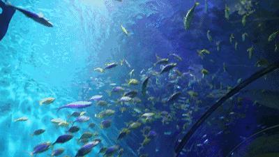 100个梦幻乐园,超2000平的梦幻王国游乐场