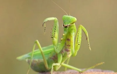 农村潮湿环境常见的昆虫,在乡下能捉到哪些可爱的虫子