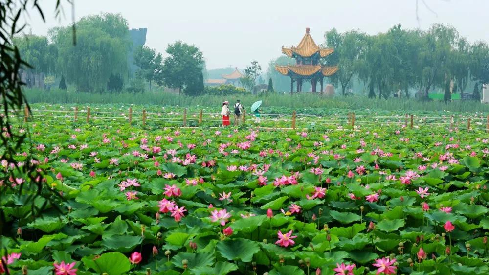 夏季最美荷花在哪里,山东最漂亮的荷花