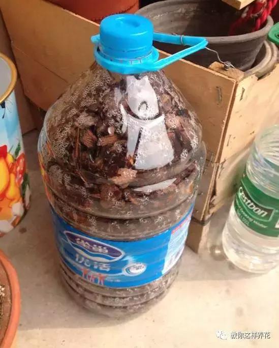 家养绿萝盆里的土越来越少怎么办,土养的绿萝要怎么样才不会黄叶子