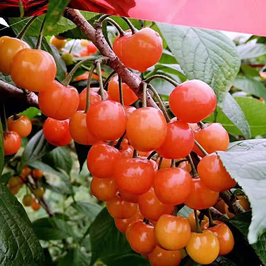 1#氨基酸颗粒有机质就那么神奇