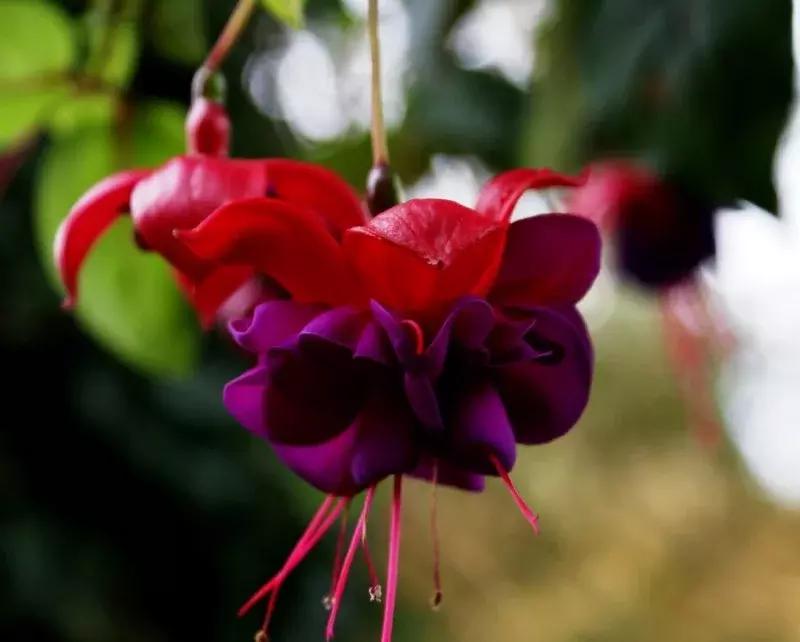 惊艳倒挂金钟,惊艳倒挂金钟图片