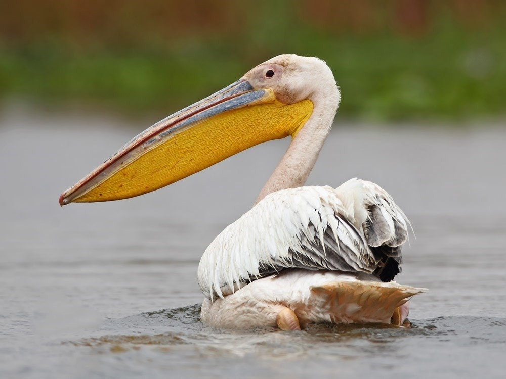 骆驼鸟大嘴如网兜，捕到大鱼后，还会让鱼在嘴里滚3分钟才吞下
