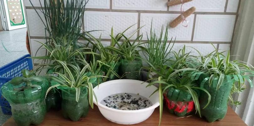 塑料瓶养花的正确方法,适合养花的塑料瓶