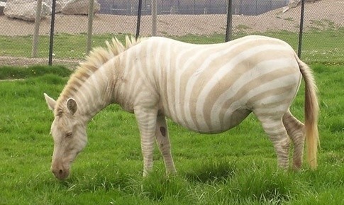 十种你肯定没见过的动物,令人惊艳的17种动物绝对罕见