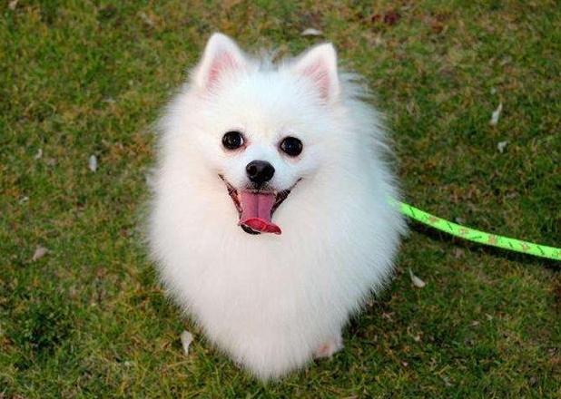 喜欢咬人的十大狗狗,咬人的宠物狗可以养吗