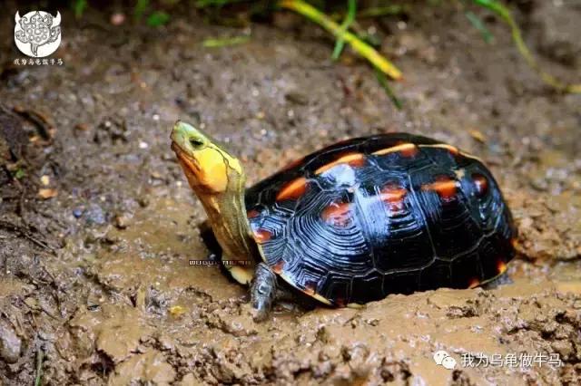 黄缘闭壳龟全集,黄缘闭壳龟和黄缘盒龟