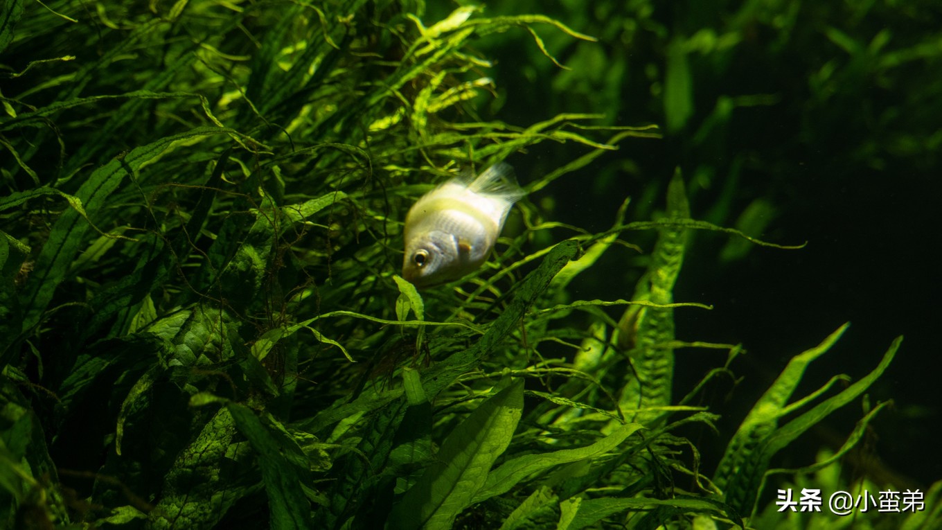 5年之许，小白逆袭重返新加坡