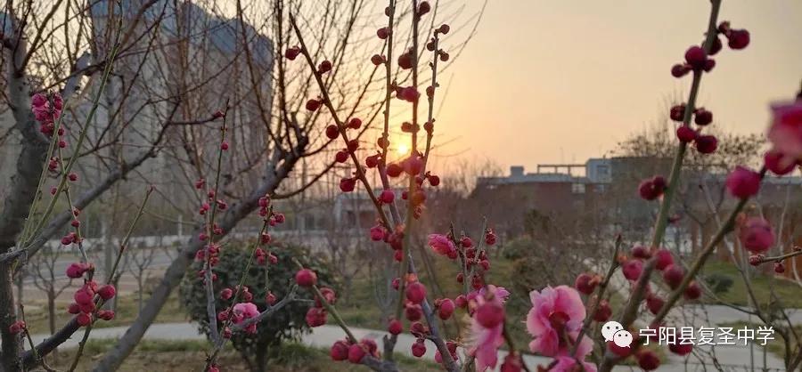 宁阳复圣中学校长李祥斌,宁阳李祥斌校长