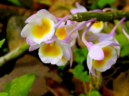 大自然石斛花,哪种石斛花好看又好吃