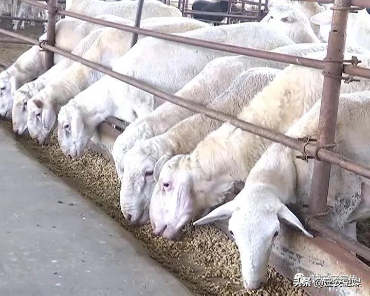 田园农场生态农业发展,许昌果牧香家庭农场