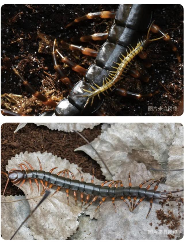 间角蜈蚣幼年,间脚蜈蚣习性