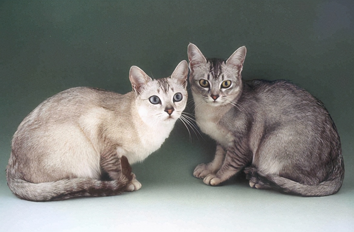 十种受欢迎的猫咪,6种最受欢迎的猫咪