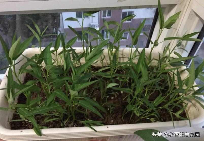 阳台种空心菜水培,阳台花盆种空心菜