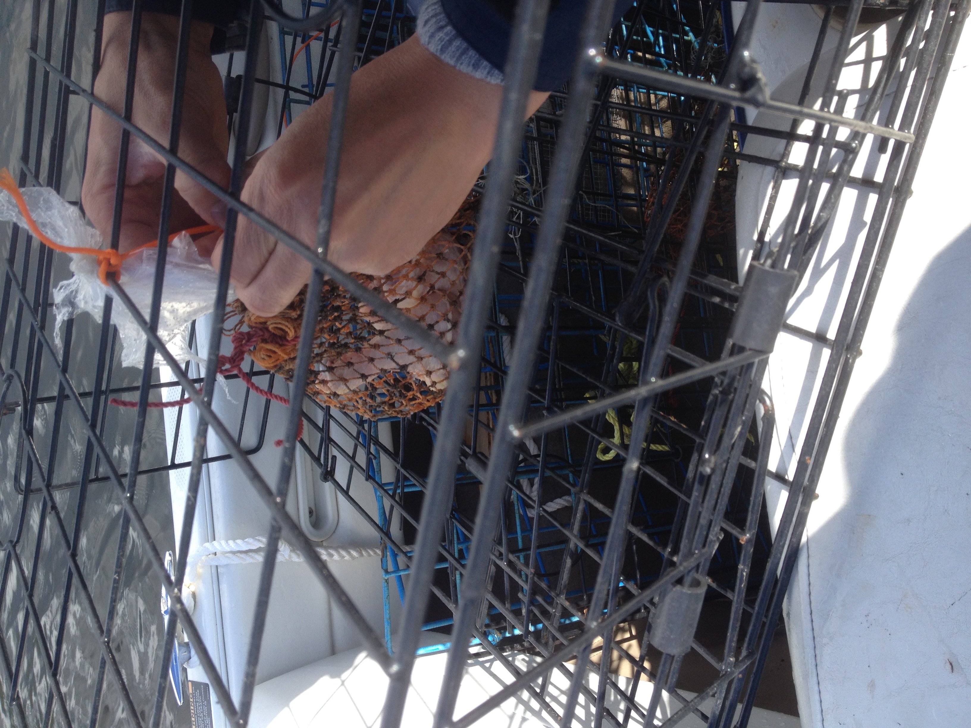 你们爱吃的“珍宝蟹”就是温哥华蟹，捕捞过程了解一下？