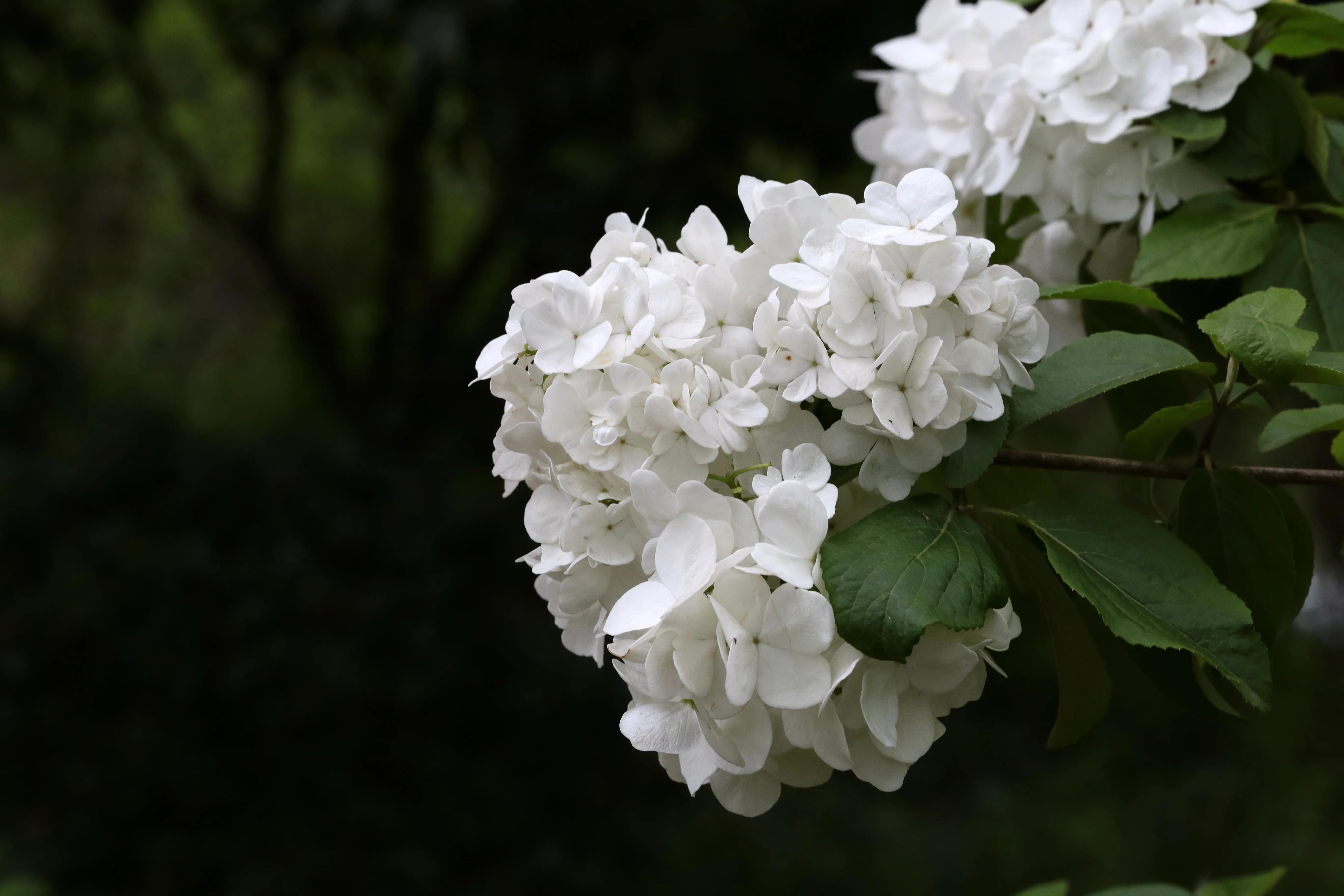 西溪湿地花朝节花草集（2）