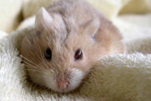 小小的仓鼠有哪些种类,什么种类的小仓鼠最乖呢