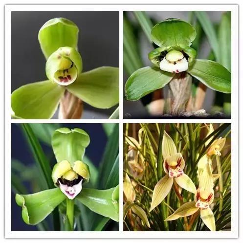 100种常见花卉资料大全,常见100种花卉介绍图片