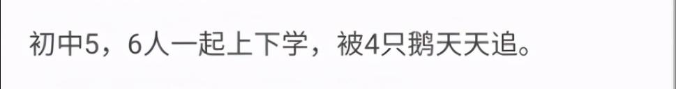 老虎幼崽追大鹅被反杀逃进笼,大鹅大战老虎老虎被吓瘫软