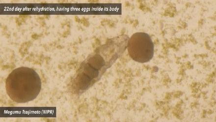 被遗忘在实验室的冰箱里30年之后，它竟然又活了