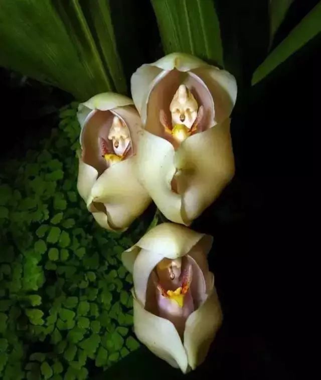 世界顶级奇花异卉,100种奇花异草图