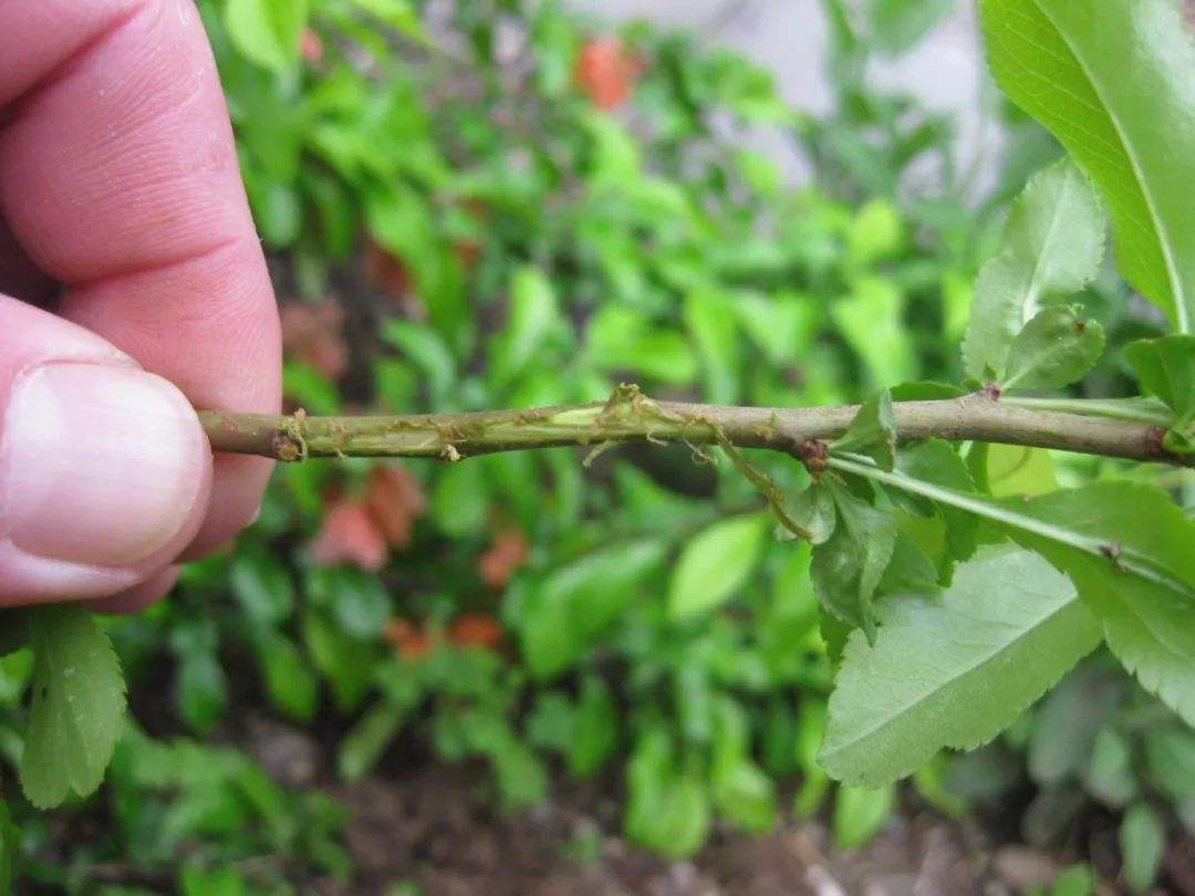 春天养茉莉花，压条“繁殖”效果好，省事又省力，花香飘满屋！