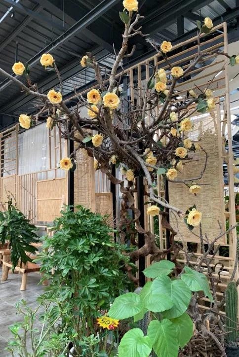 丰台四大花市在哪里,北京丰台值得逛一逛