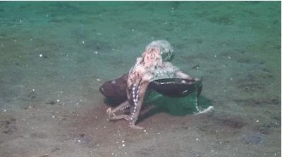 章鱼有9个大脑,章鱼有多聪明它有九个大脑