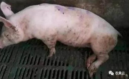 母猪产后瘫痪,母猪产后瘫痪输液配方