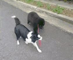 什么狗好养还不拆家还能保护主人,哪种狗不咬人不拆家智商高