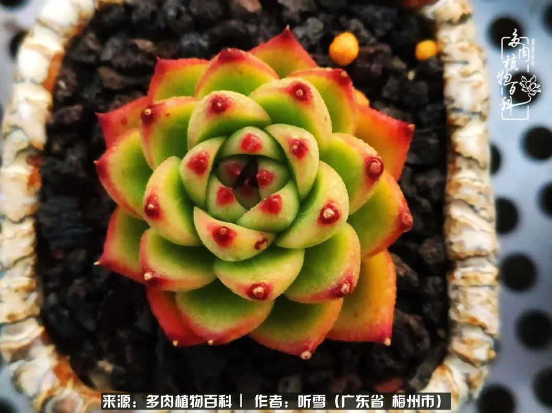 爱上多肉精致生活,爱上多肉我们的减压法宝