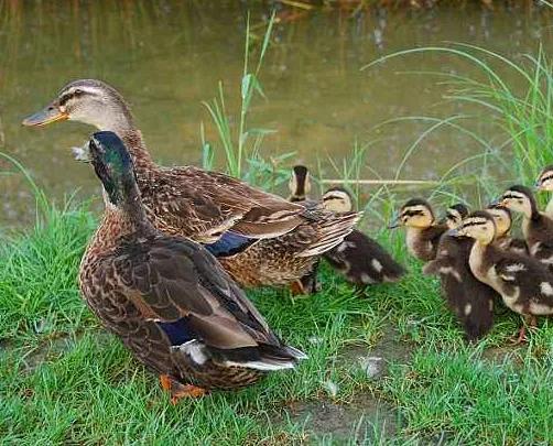 农村未来养殖什么能赚钱,在农村养殖什么最赚钱最长远