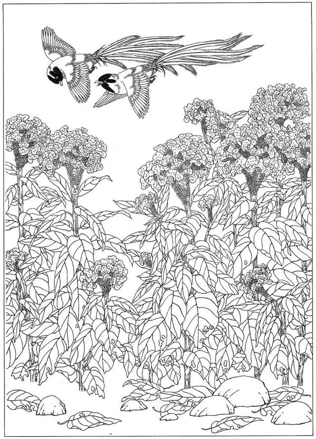 工笔花鸟白描步骤图,牡丹六尺横幅白描工笔花鸟底稿