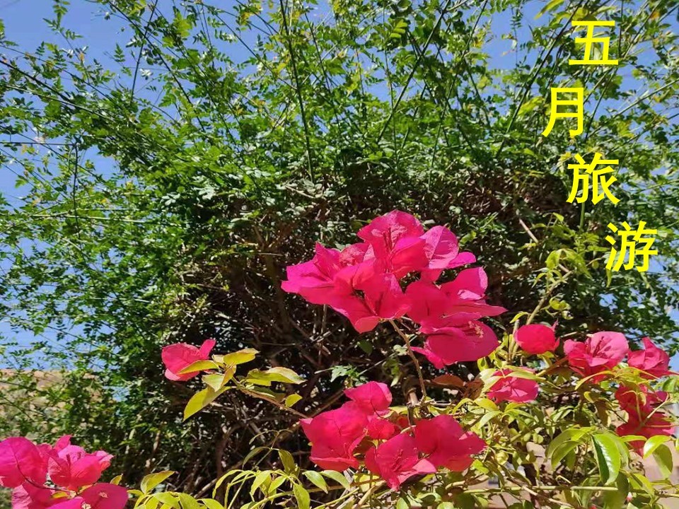 疫情期间宝宝旅游攻略,疫情期间外国亲子游