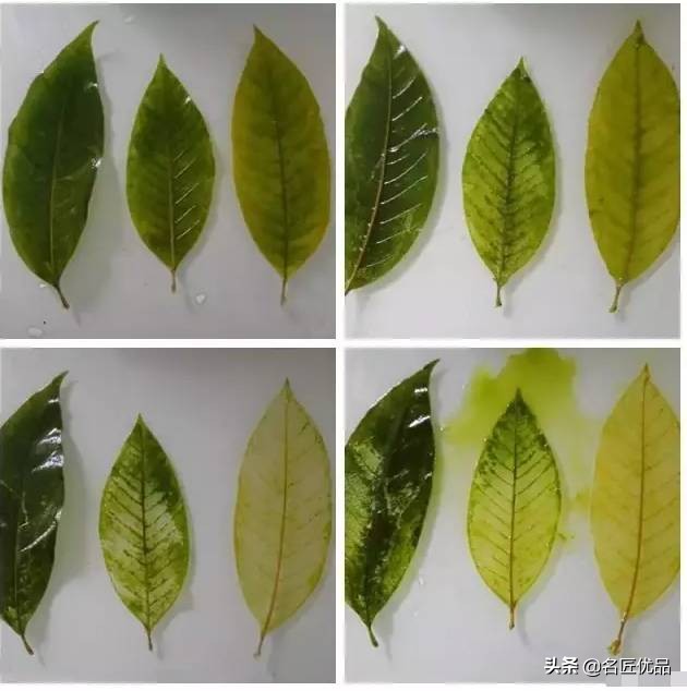 超惊艳的树叶手工,有趣的树叶手工制作