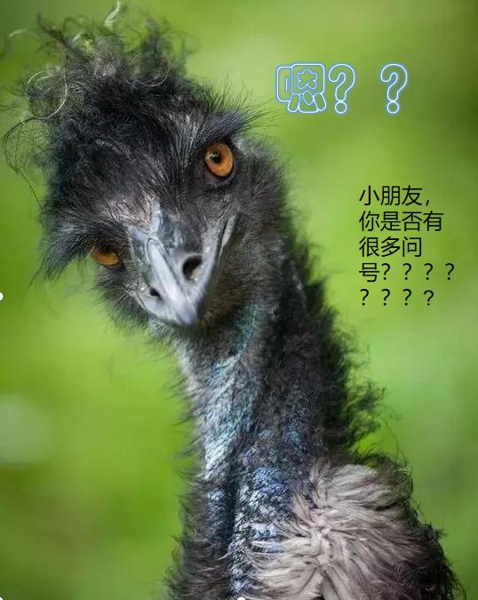 鸸鹋和鸵鸟区别,鸵鸟和鸸鹋有什么区别