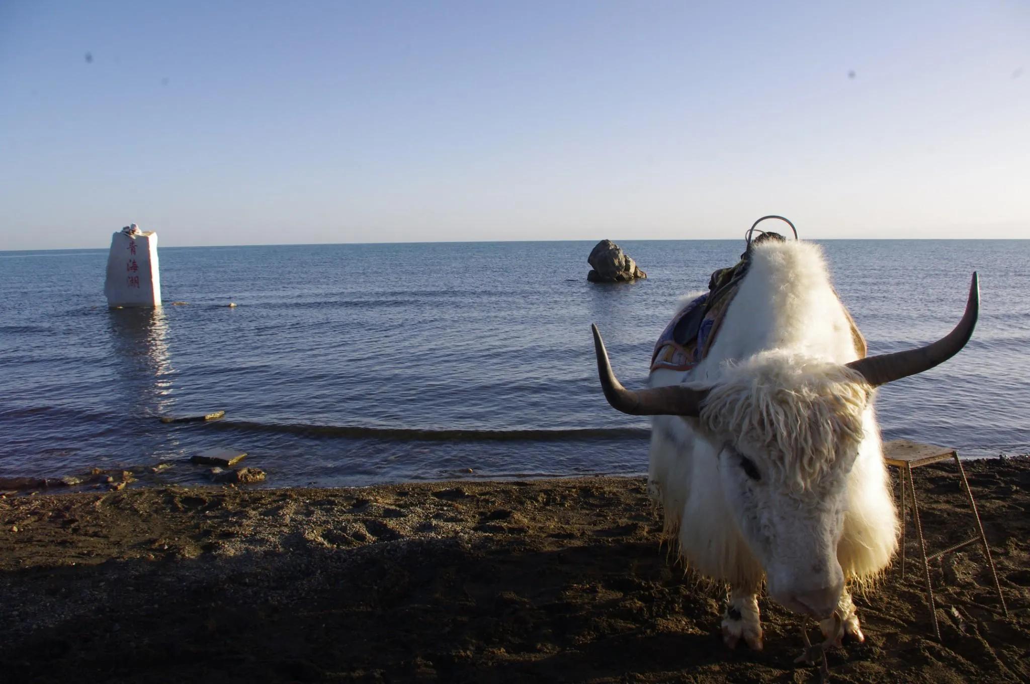 成都自驾青海湖特斯拉,成都自驾青海湖费用