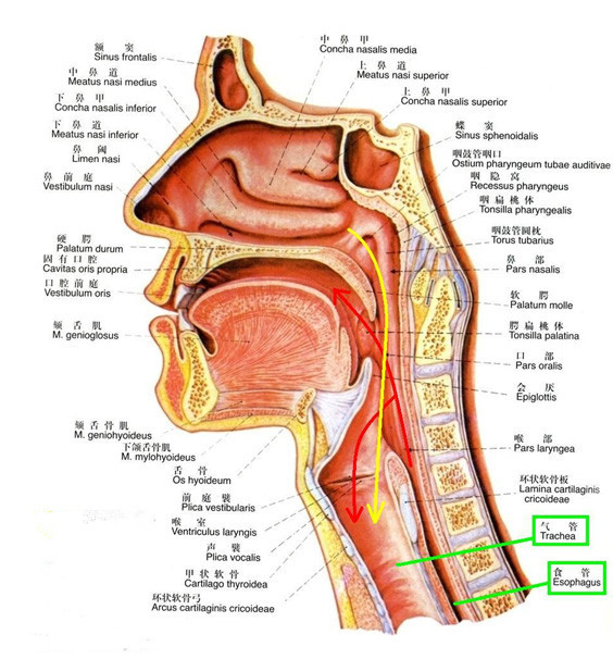 鼻子会痛别轻忽，当心严重并发症！鼻前庭炎