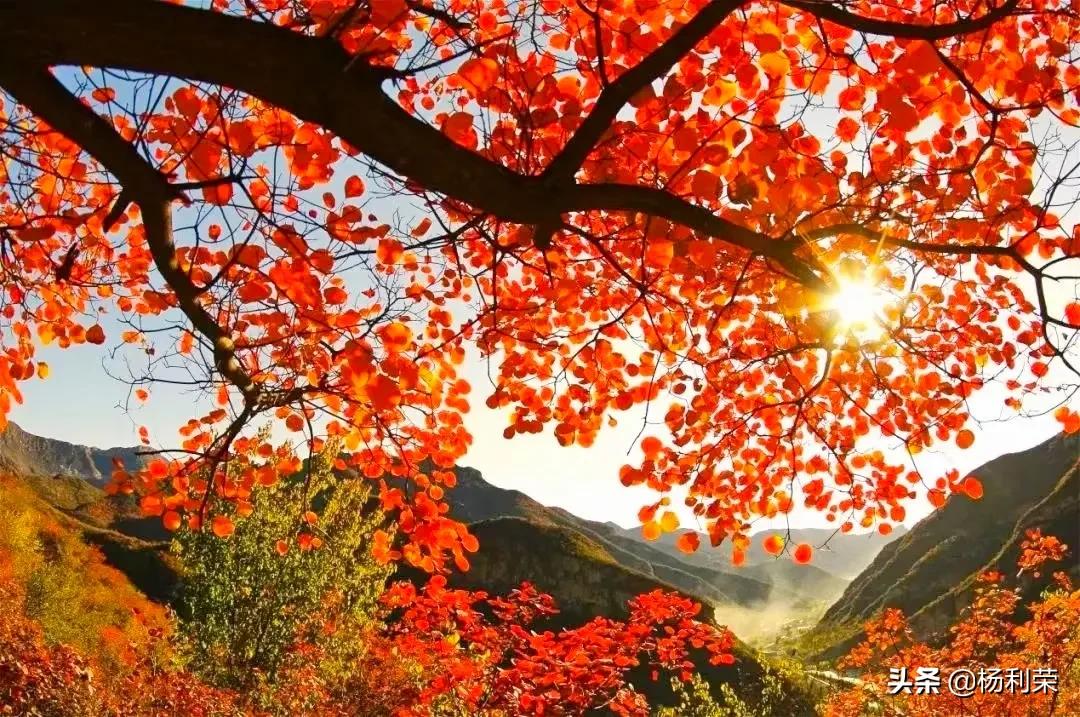 春风杨柳沐轻烟七律,七律杨柳风的诗句