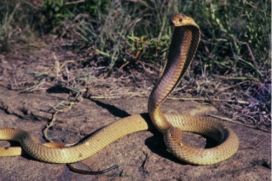 最毒的毒蛇能杀死一头大象,中国第一毒蛇有多强碾压眼镜蛇