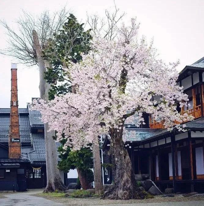 用6年时间，走访47地拜访2000人，退役后的“亚洲足球先生”中田英寿只专注做了一件事