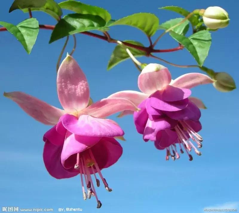 惊艳倒挂金钟,惊艳倒挂金钟图片