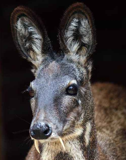 麝香开窍醒神作用机理,麝香可以开窍醒神吗